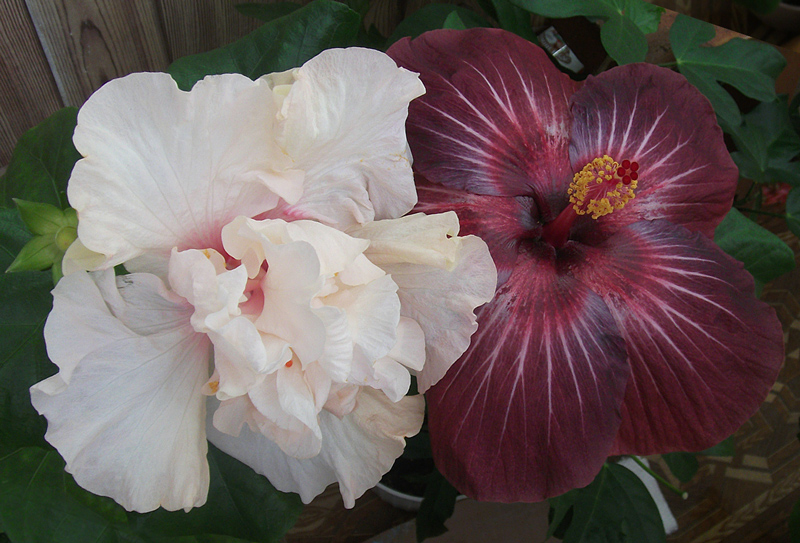 Love Pat &amp; Pinot Noir