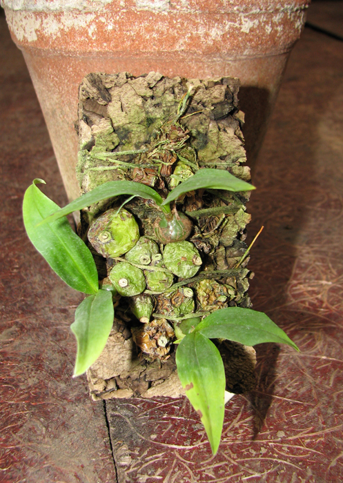 Coelogyne schilleriana.jpg