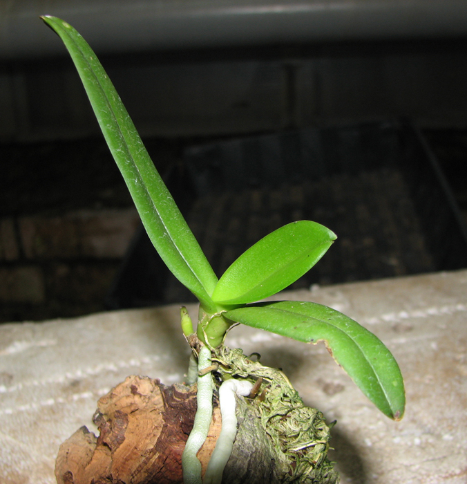 Amesiella philippinensis.jpg