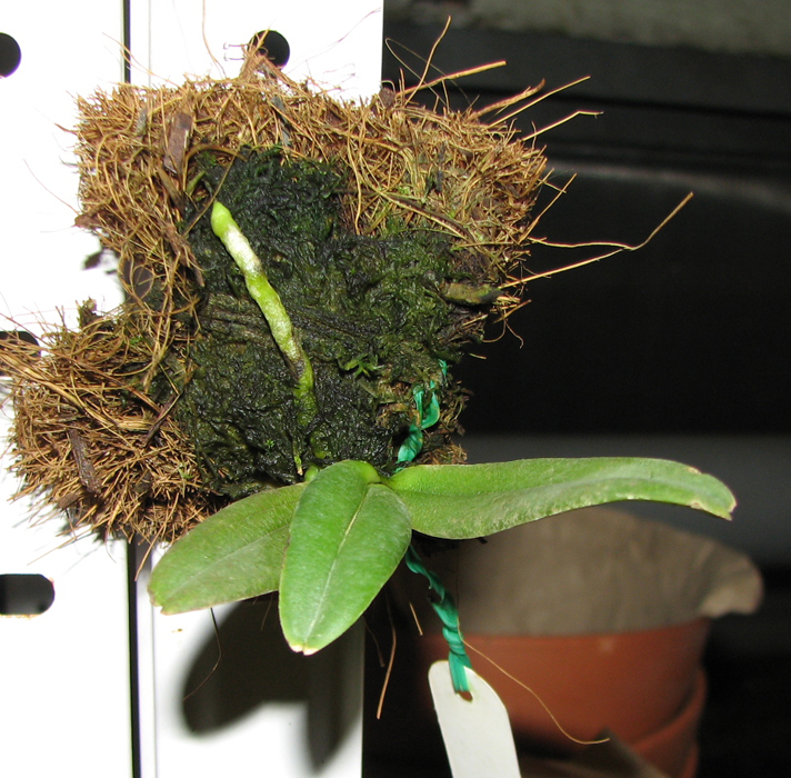 С цветоносом.