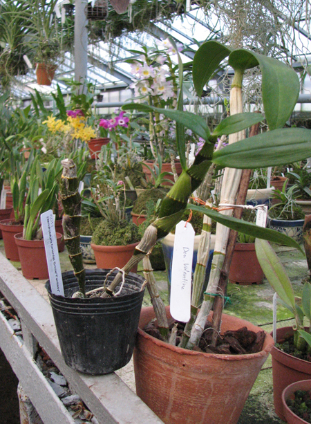 Dendrobium Oriental Smile Fantasy.jpg