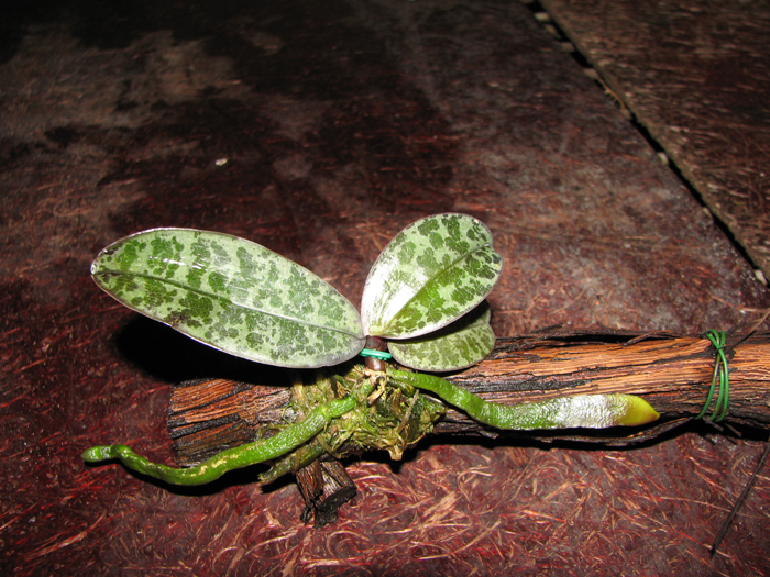 Phalaenopsis lindenii.jpg