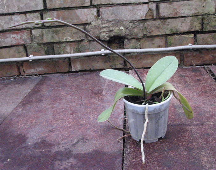 (Phalaenopsis Sogo Yukidian x Doritaenopsis Taiwan Black Jack) 'Pink #1'.jpg