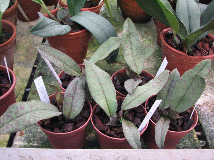 Psychopsis Butterfly (sanderae x papilio).jpg