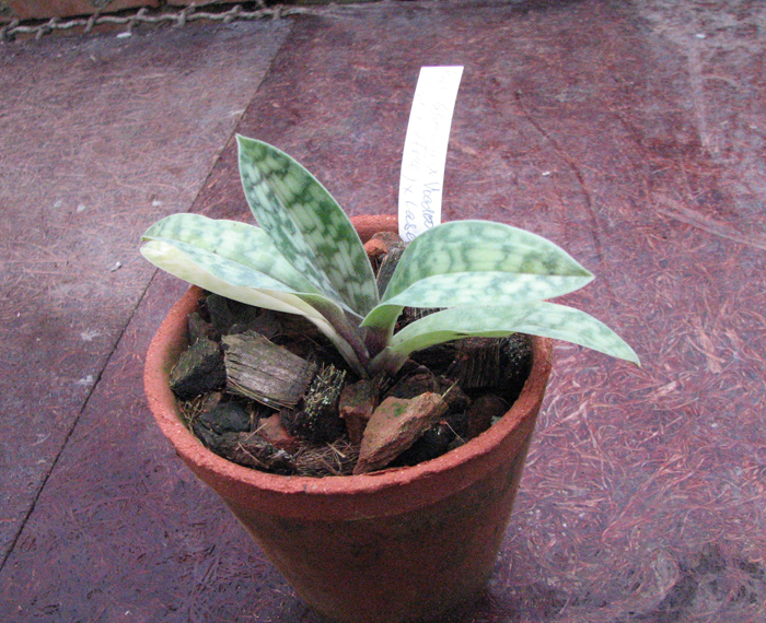 Paphiopedilum (Gloriosum x Voodoo Magic = Paphiopedilum Redfire) x Laser.jpg