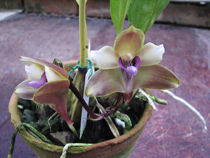 Bifrenaria melicolor.jpg