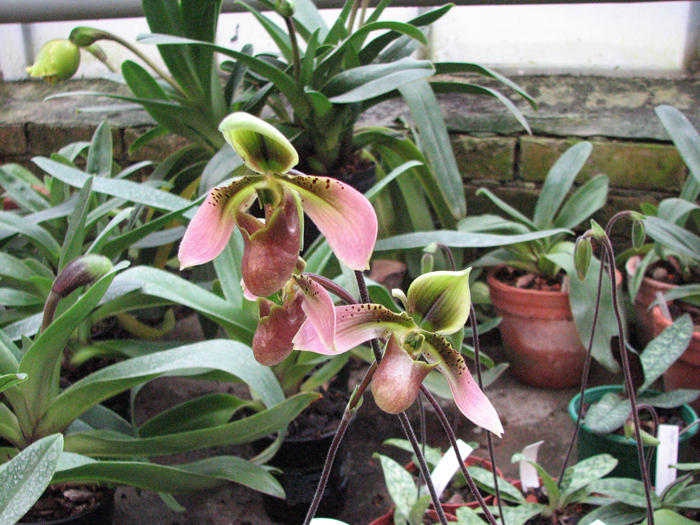 Paphiopedilum hainanense.jpg