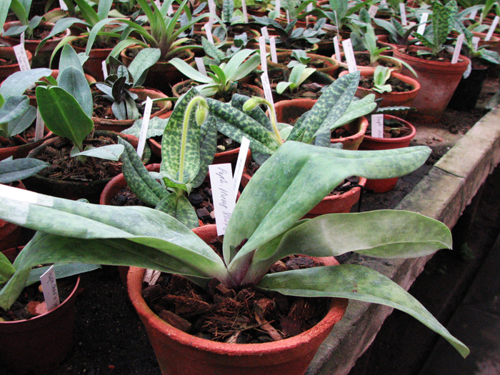 Paphiopedilum Hung Sheng Red Apple.jpg