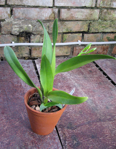 Potinara Shin Shang Diamond 'Taiyoung #1'.jpg