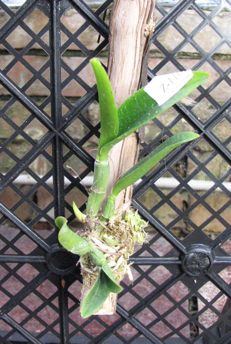 Cattleya elongata albina 'Caldasso' x self.jpg