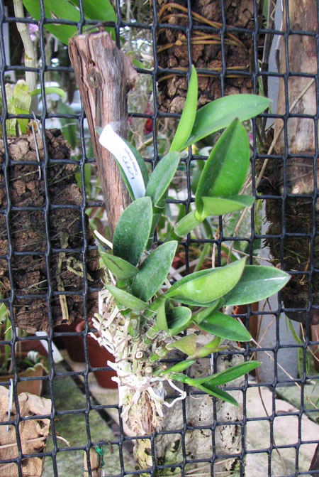 Cattleya elongata x Cattleya elongata.jpg