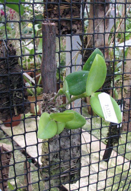 Cattleya intermedia orlata marginata coerulea 'AWZ' x Cattleya intermedia coerulea aquini flamea 'AWZ'.jpg