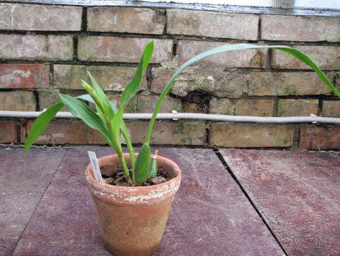 С цветоносом