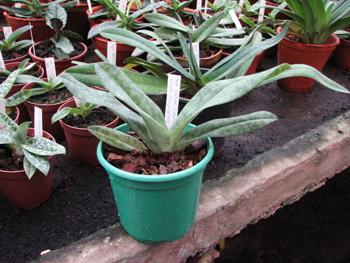 Без цветоноса