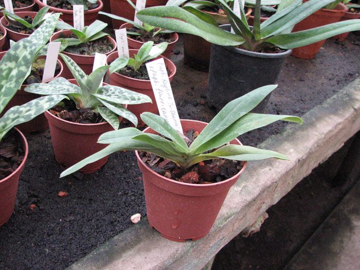 Без цветоноса