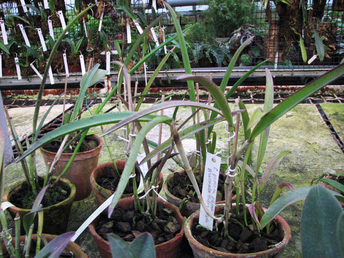 Cattleya guttata albina x Brassavola tuberculata.jpg