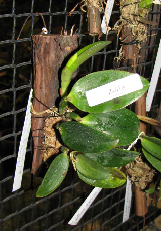 Laelia alaori escura II x Laelia alaori escura I.jpg