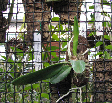 Brassolaeliocattleya Prathoom Green.jpg