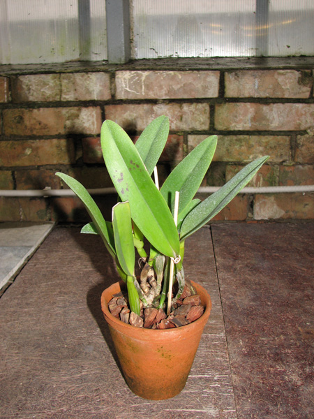 Potinara Little Toshie 'Yellow Rose'.jpg