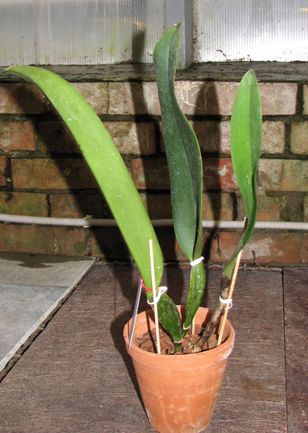 Brassolaeliocattleya Triumphal Coronation 'Seto'.jpg