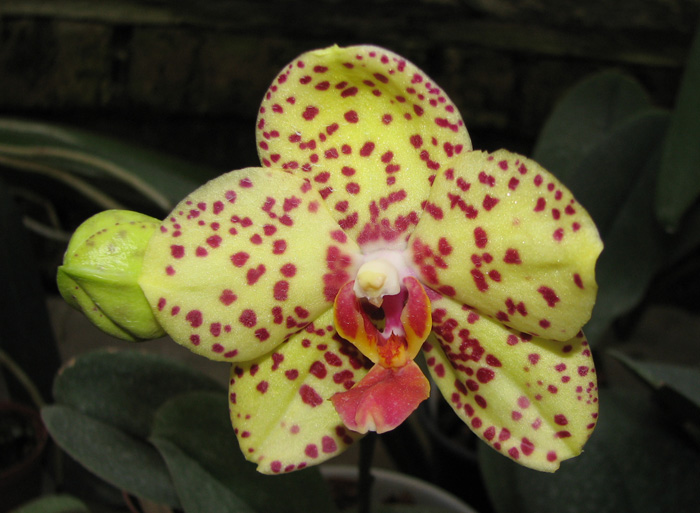 Phalaenopsis Salu Peoker 'O-2'.jpg