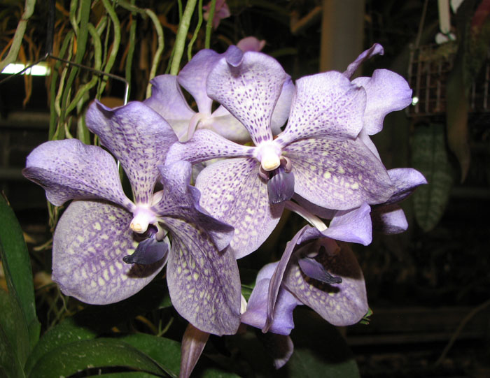 Vanda Bhimayothin x Vanda coerulea.jpg