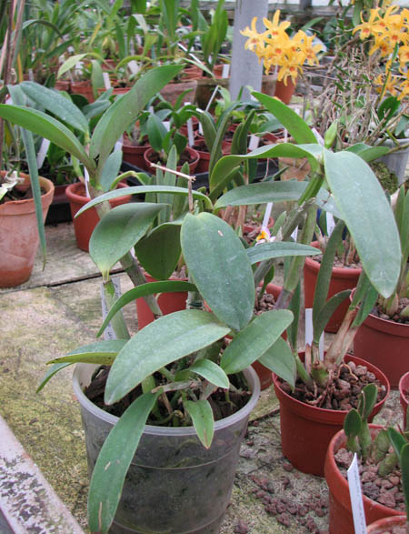Cattleya intermedia aquinii x Cattleya walkeriana.jpg