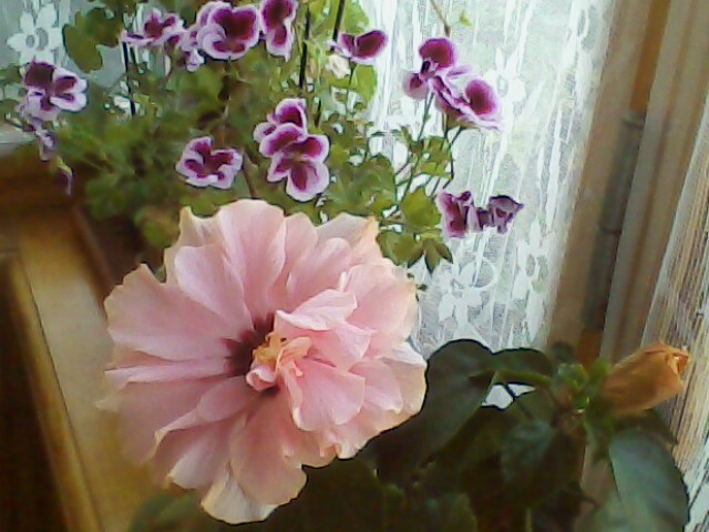 ГИБИСКУС С ГЕРАНЬЮ.jpg