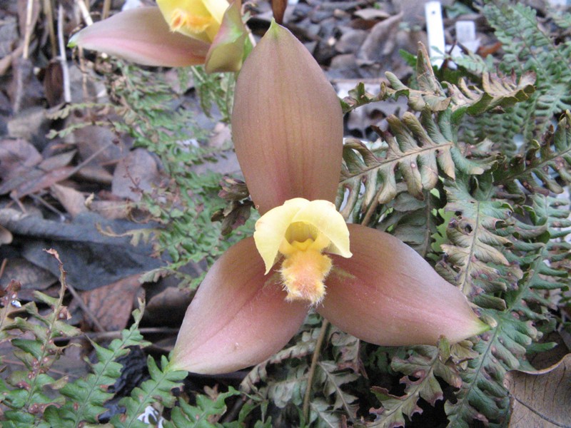 Anna Katharina lasioglossa_2.jpg