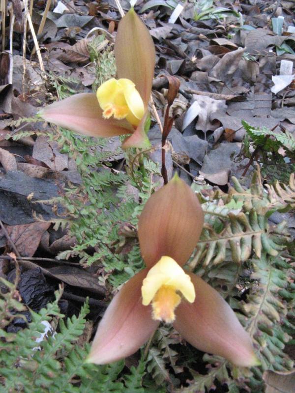 Anna Katharina lasioglossa_1.JPG