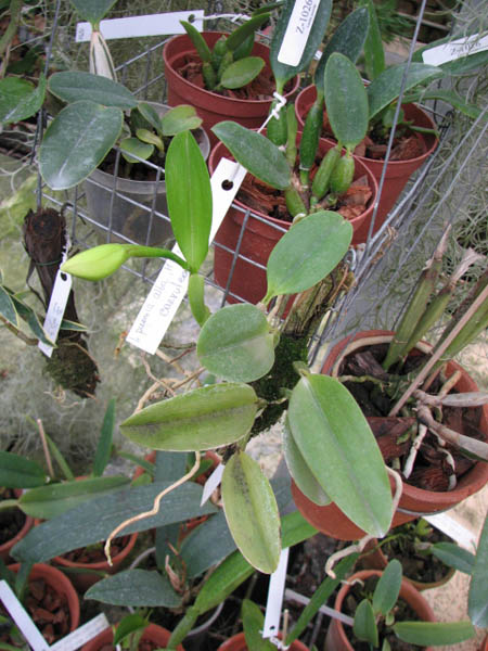 Laelia praestans.jpg