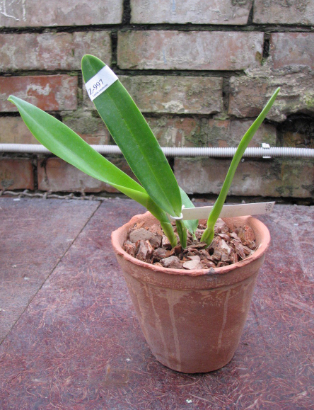 Фото орхидеи Laelia crispa carnea 'Mignon' x self