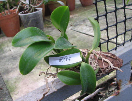 Laelia alaori alba 'Snow Flakes' x Laelia alaori alba 'SC'.jpg