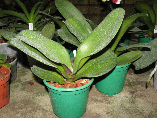 Doritaenopsis Taiwan Red Cat 'Red Cat' с цветоносом