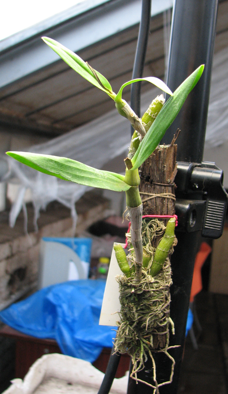Dendrobium Stardust 'Orange'.jpg
