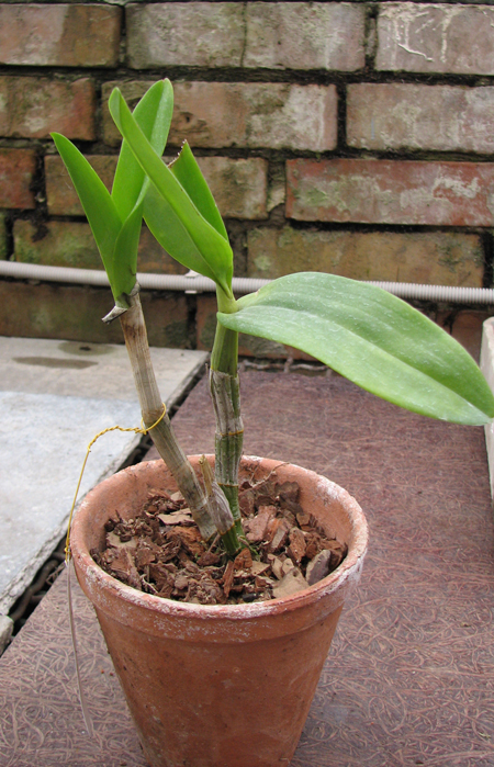 Dendrobium Kultana Fancy.jpg