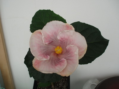 Изображение 007.jpg