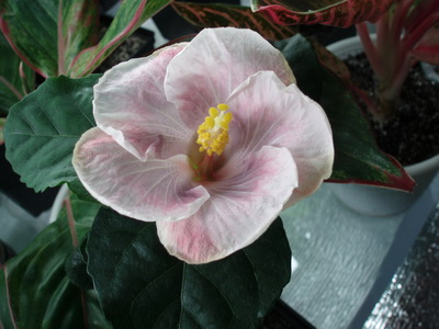 Изображение 010.jpg