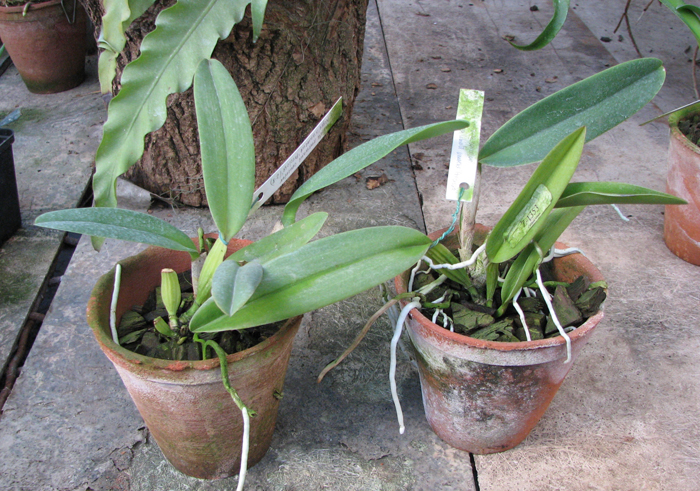Cattleya labiata amesiana concolor 'Serra Negra' x Cattleya labiata amoena 'Preciosa' (Z-8).jpg