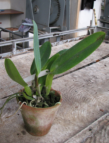 Cattleya labiata alba 'Nuvem Branca' x Cattleya labiata caerulea 'Estrelinha'.jpg