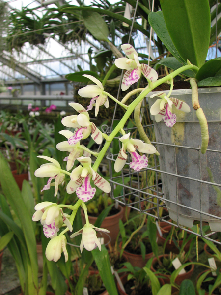 Sedirea japonica.jpg