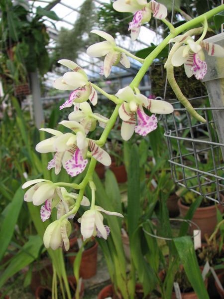 Фото ароматной орхидеи Sedirea japonica.jpg