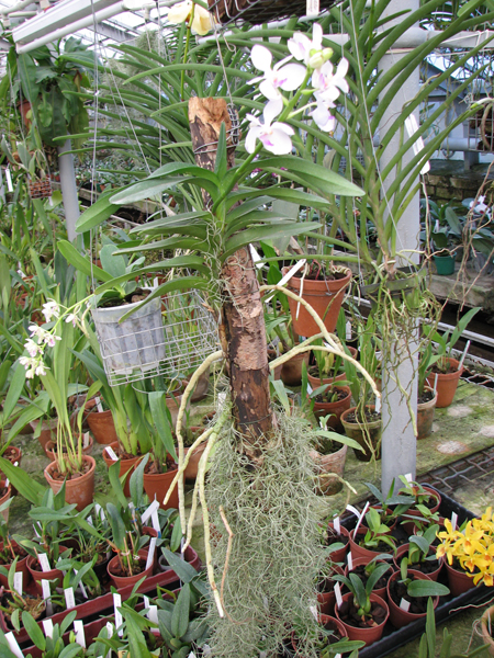 Vanda coerulea pink.jpg