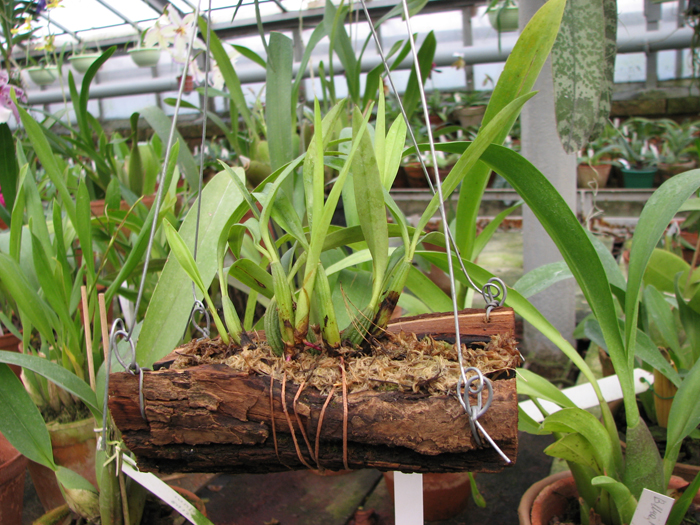 Maxillaria schunkeana.jpg