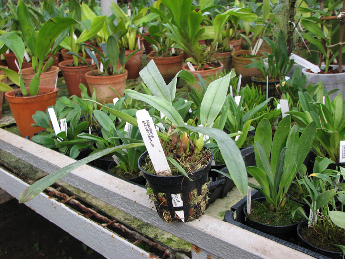 Maxillaria grandimentum.jpg