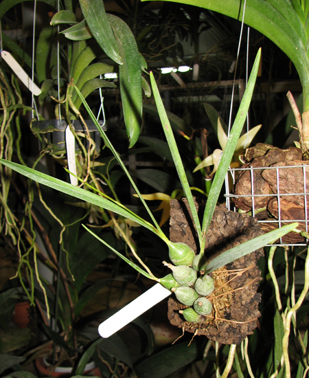 Фото орхидеи Encyclia microbulbon с цветоносом