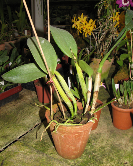 Фото орхидеи Cattleya walkeriana x Cattleya dolosa alba