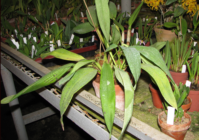 Фото орхидеи Maxillaria Sangay с бутонами