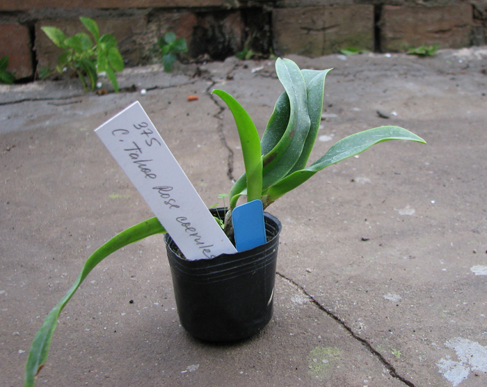 Laeliocattleya Tahoe Rose fma coerulea 'G C'.jpg