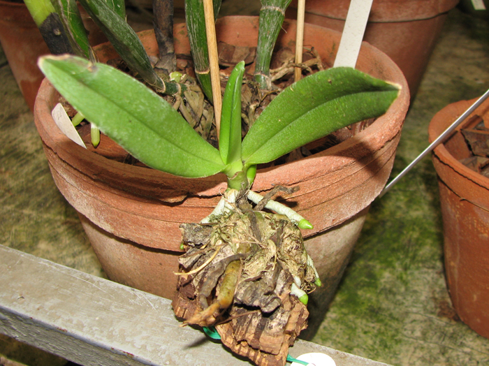 Amesiella monticola.jpg